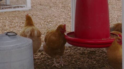 Feeding Chickens a Balanced Diet (Video) Image